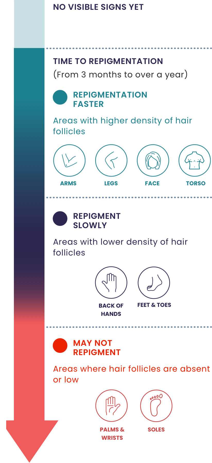 Time to repigmentation chart for different areas of the body, based on hair follicle density